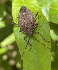 Poecilometis strigatus