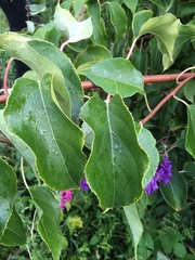 Actinidia