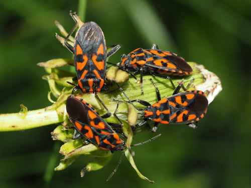 Harlequin bug photo 5