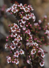Scholtzia drummondii