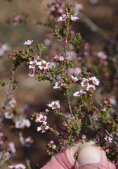 Scholtzia drummondii