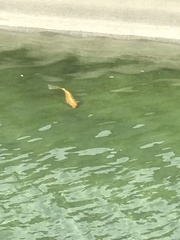 Cyprinus rubrofuscus