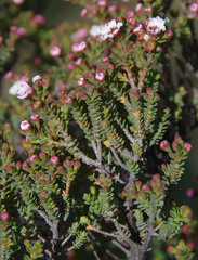 Scholtzia drummondii