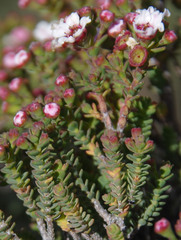 Scholtzia drummondii