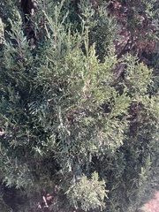 Cupressus sempervirens