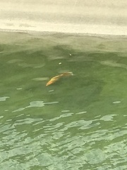 Cyprinus rubrofuscus