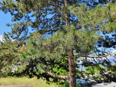 Pinus