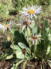 Erigeron formosissimus