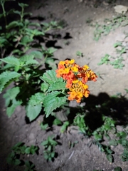 Lantana urticoides