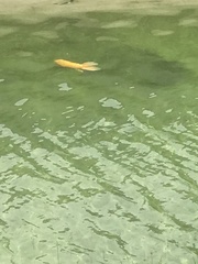 Cyprinus rubrofuscus