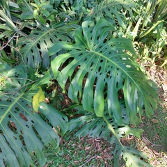 Monstera deliciosa