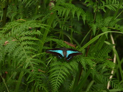 Graphium choredon