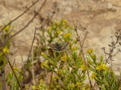 Muschampia proto