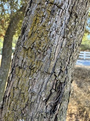 Quercus engelmannii