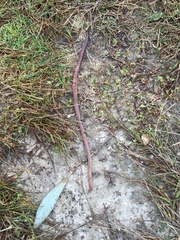 Lumbricus terrestris