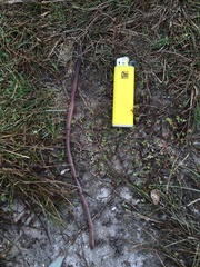 Lumbricus terrestris