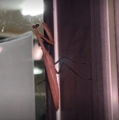 Statilia maculata maculata