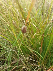 Araneus quadratus