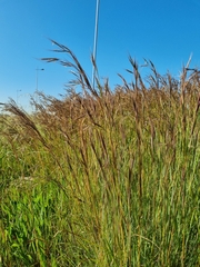 Themeda triandra