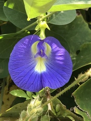 Clitoria ternatea