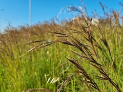 Themeda triandra