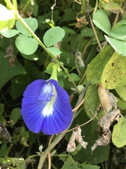 Clitoria ternatea