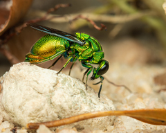 Stilbum viride
