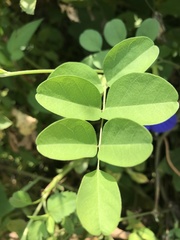 Clitoria ternatea