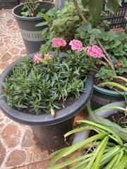 Dianthus caryophyllus