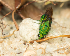 Stilbum viride
