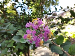 Lagerstroemia indica