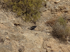 Oenanthe leucura