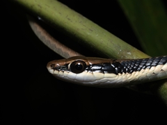 Dendrelaphis pictus