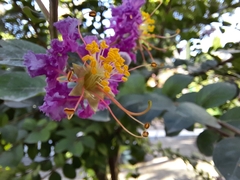 Lagerstroemia indica