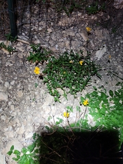 Wedelia acapulcensis