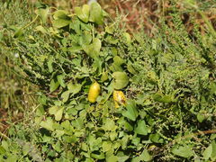 Aristolochia baetica