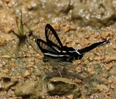 Lamproptera curius