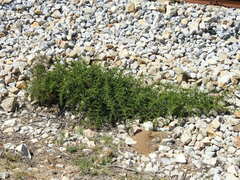 Asparagus acutifolius