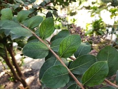 Lagerstroemia indica