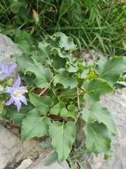 Campanula pyramidalis