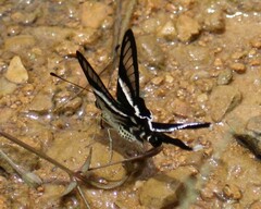 Lamproptera curius