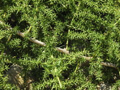 Asparagus acutifolius