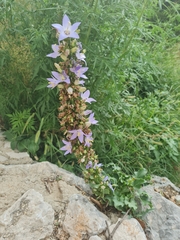Campanula pyramidalis
