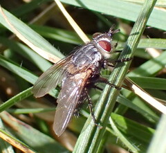 Linnaemya tessellata