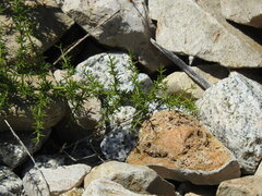 Asparagus acutifolius