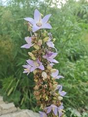 Campanula pyramidalis