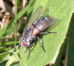 Linnaemya tessellata