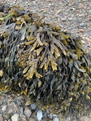 Fucus