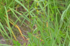 Solidago speciosa jejunifolia
