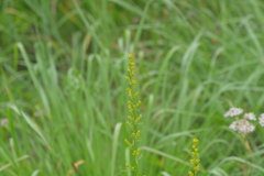 Solidago speciosa jejunifolia